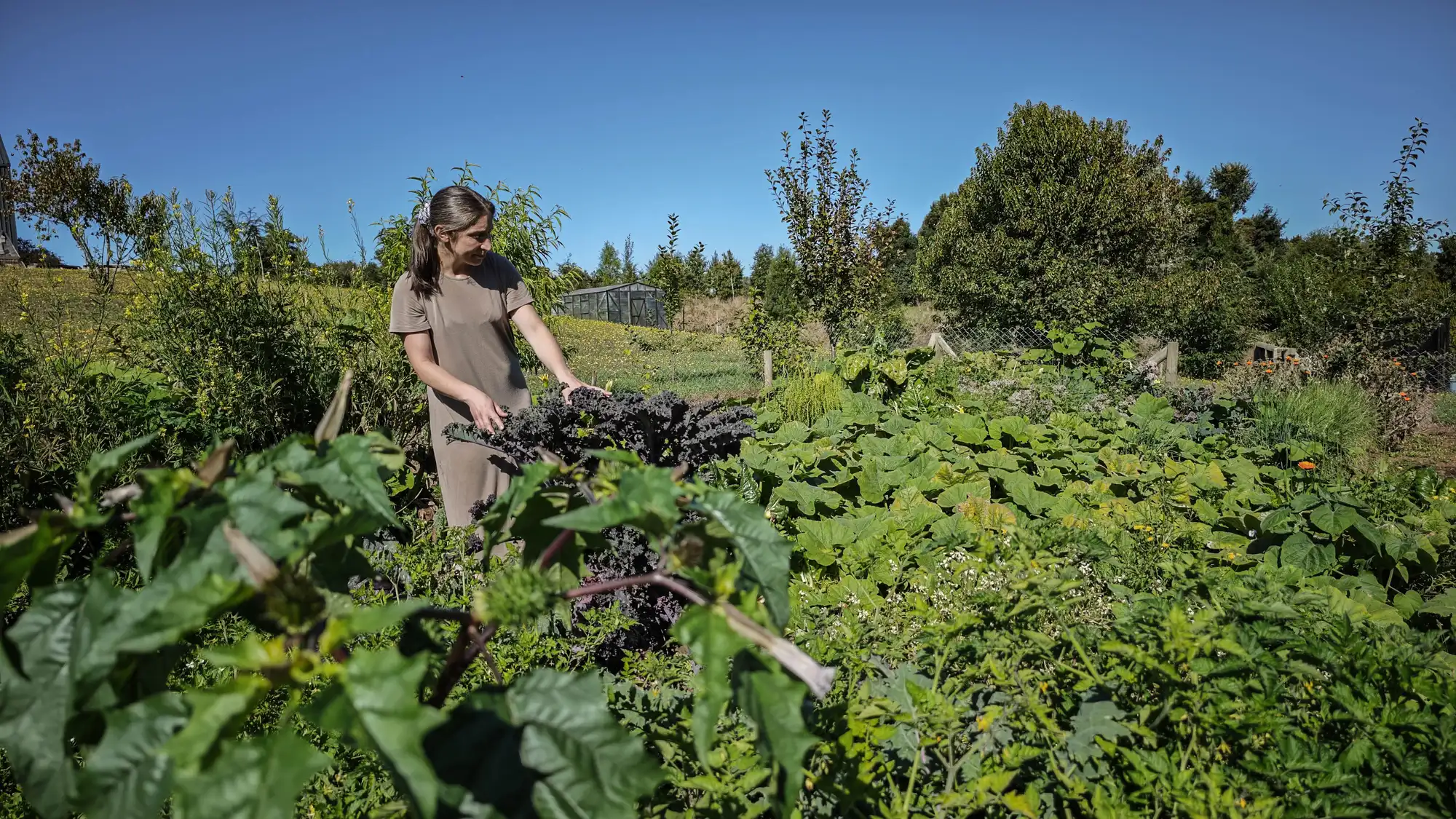 Ángela cosechando en la huerta de Ave Lodge, Frutillar