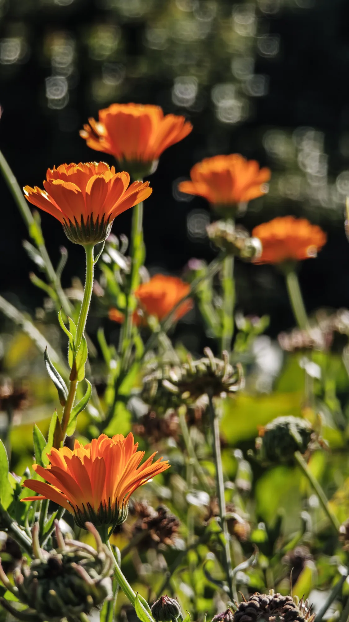 Flores de caléndula en la huerta de Ave Lodge, Frutillar