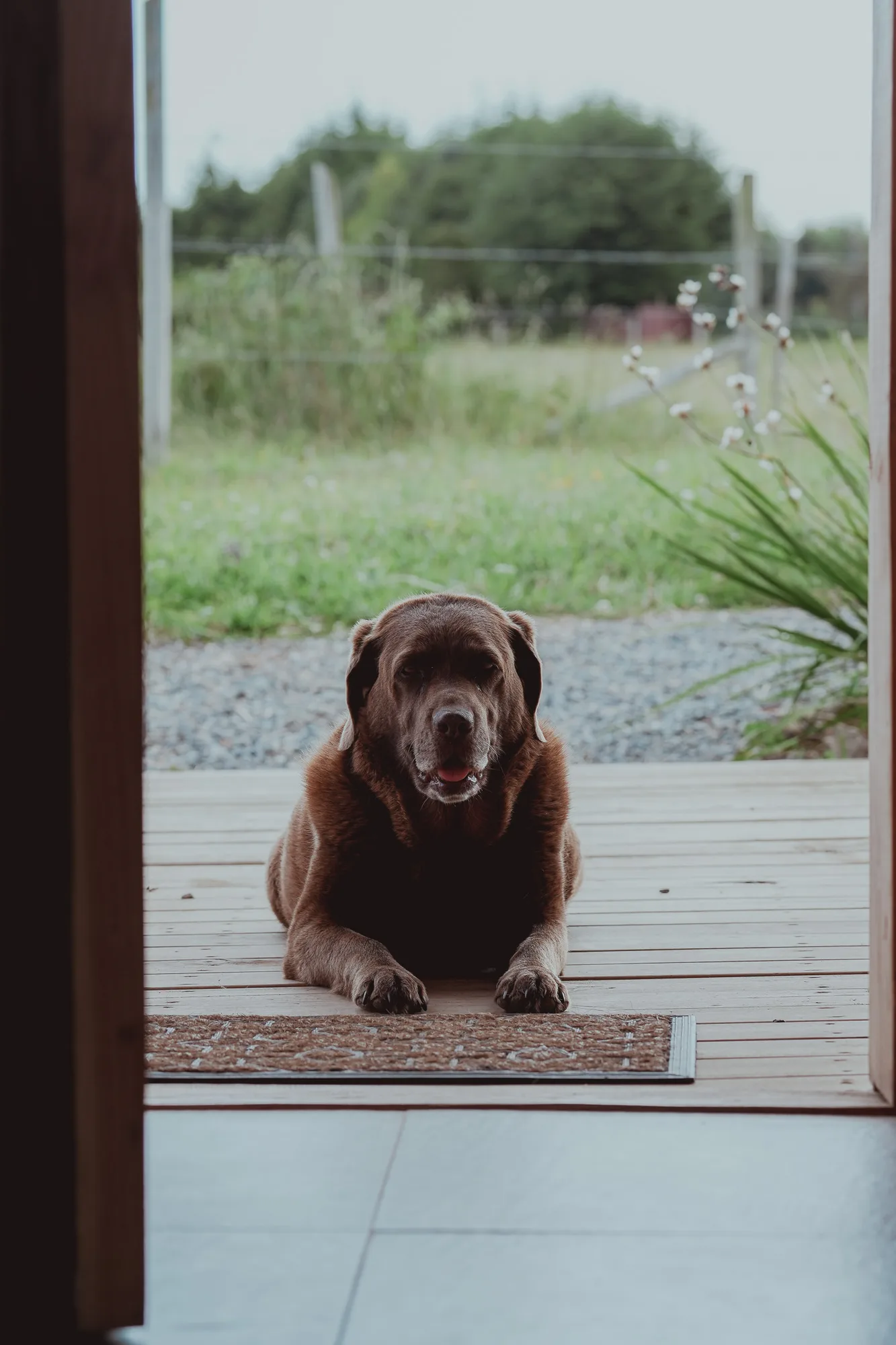 Entorno pet friendly de Ave Lodge