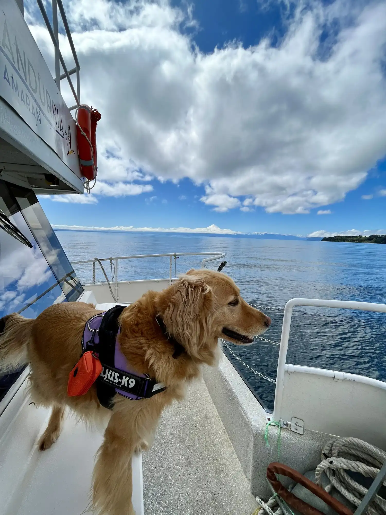 Perro a bordo del catamarán Bandurria, navegando el Lago Llanquihue
