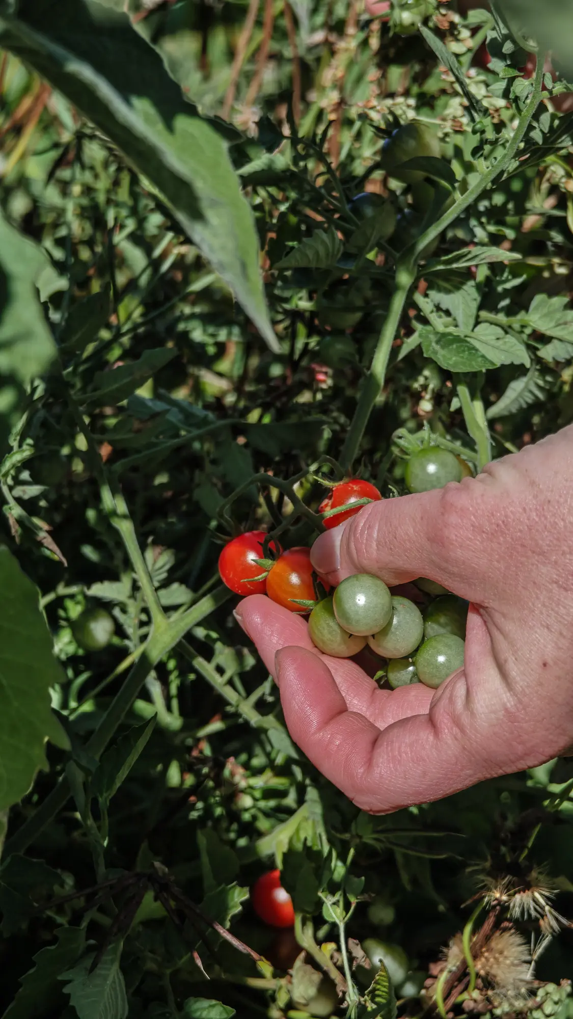 Tomates cherry cosechados en Ave Lodge